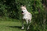 SIBERIAN HUSKY 943